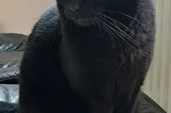 Chat perdu, Dombasle-sur-Meurthe, photo: Chatte noire perdue à Dombasle