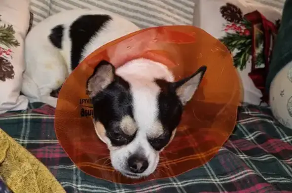 Animaux perdus , photo: Chihuahua Nino perdu - Urgent!