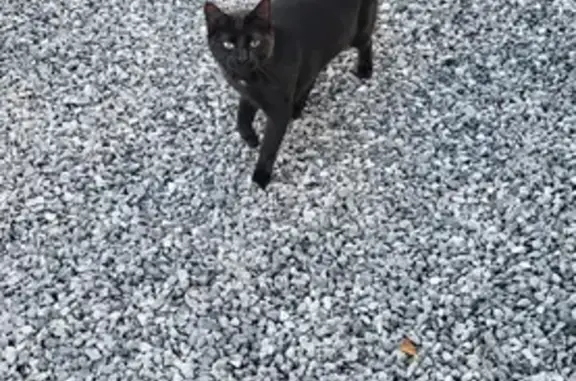 Animaux trouvés Léon, photo: Chatte noire trouvée à Léon