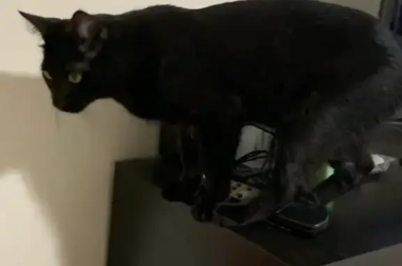 Lost Black Cat in Sydney - Help Find Him!