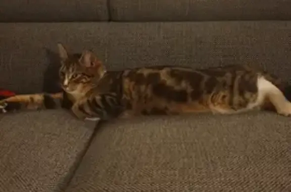 Chat perdu, Saint-Etienne-de-Tulmont, photo: Chatte tigrée perdue à Saint-Étienne