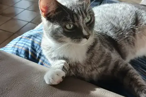 Chat perdu, Seclin, photo: Chat gris perdu sur toit école