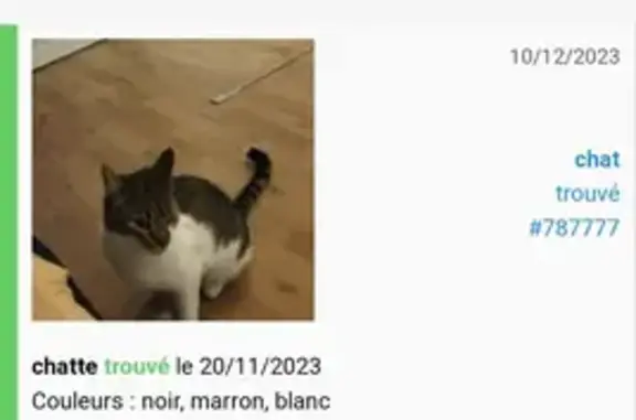 Chat tigré trouvé à Cergy - photo