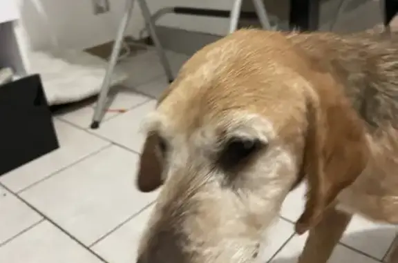 Chien trouvé à Liausson - photo