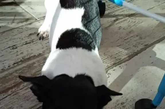 Animaux perdus Bretignolles-sur-Mer, photo: Chien perdu: Noir et blanc à Bretignolles