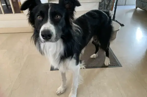 Animaux perdus , photo: Chien Border Collie Perdu à Trégana
