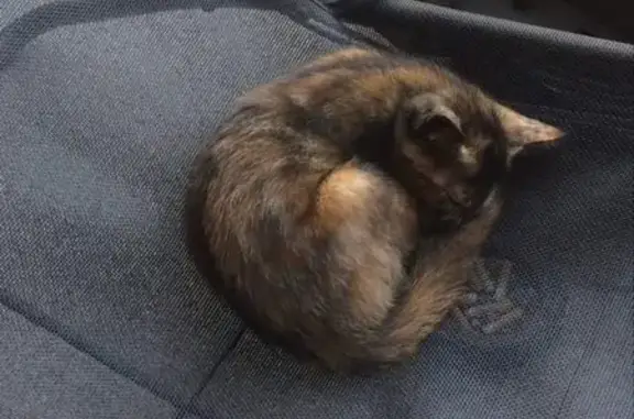 Chat perdu, Vieux-Boucau-les-Bains, photo: Chaton écaille disparu à Vieux-Boucau