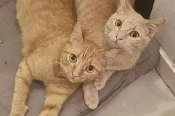 2 Chats roux perdus - Argenteuil - photo
