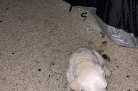 Labrador crème perdu à Eyragues - photo