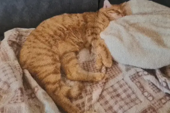 Chat perdu, Chorges, photo: Chat tigré roux perdu à Chorges