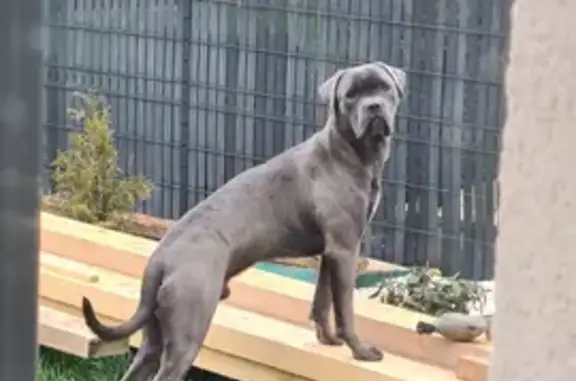 Chien perdu , photo : Chien cane corso gris perdu