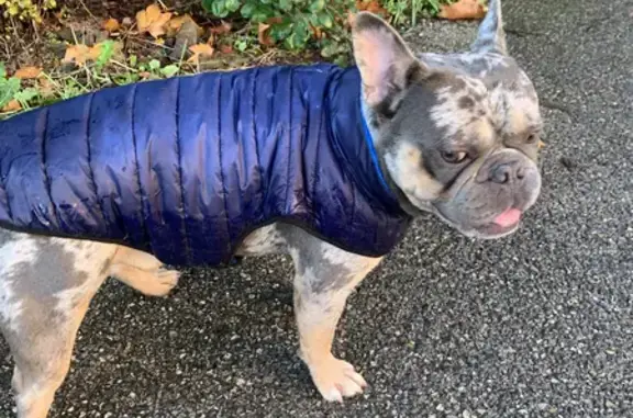 Chien gris perdu près Monaco/Zola - photo