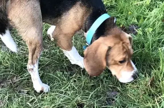 Chien basset perdu à Rennes - photo