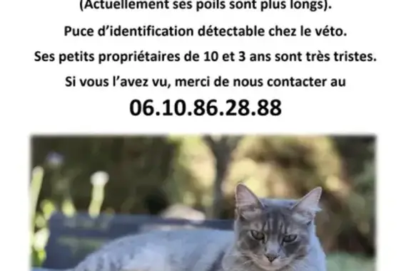 Chat perdu, Nice, photo: Chaton Tiara perdu, Nice