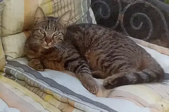 Chat perdu, Saint-Ouen-l'Aumône, photo: Chat perdu à Saint-Ouen-l'Aumône