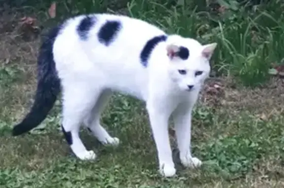 Chat sauvage blessé à Plouvien - photo