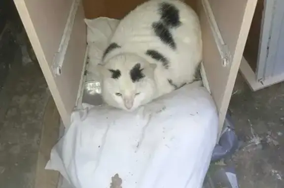 Found Cat: Black & White, Blue Collar - Help!