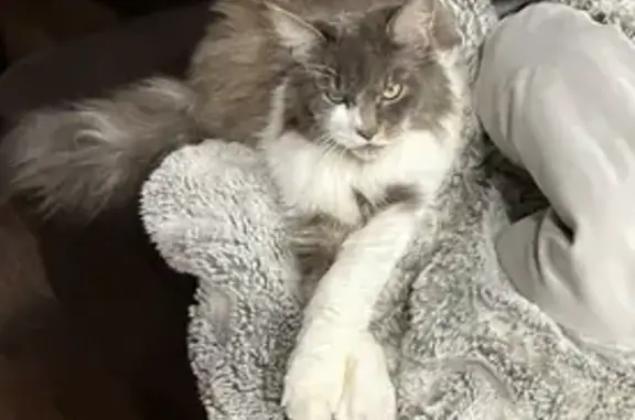 Lost Maine Coon Cat - Queens Rd, Blue Mtns!