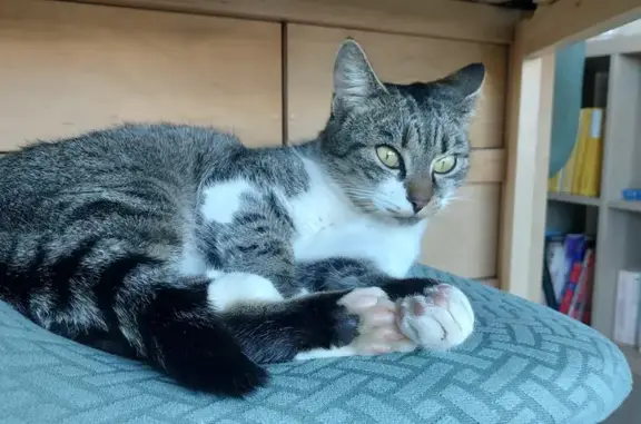 Chat perdu, Castelnau-le-Lez, photo: Chatte tigrée perdue à Castelnau