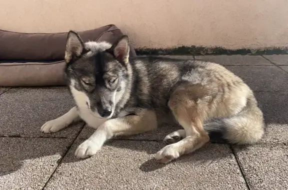 Animaux perdus , photo: Husky tricolore perdu à Beaux