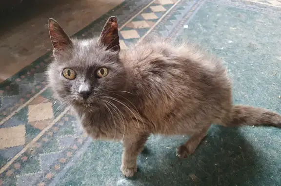 Chat gris affectueux trouvé à Montbizot - photo