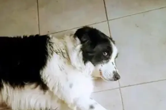 Animaux perdus Châtenoy-le-Royal, photo: Chienne Border Collie perdue