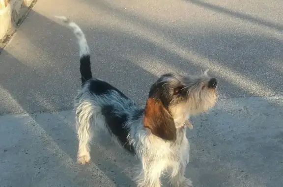 Animaux perdus Saint-Brieuc, photo: Perdu: Basset noir/blanc à St-Brieuc