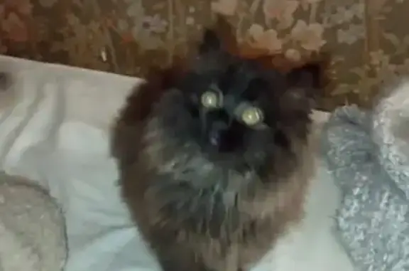 Animaux trouvés Noisy-le-Grand, photo: Chat persan trouvé à Noisy-le-Grand