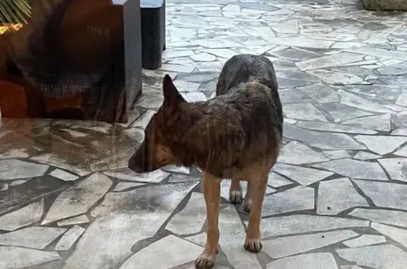Berger allemand perdu à Laveraët - photo