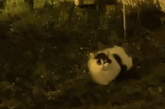 Chat errant à Herblay-sur-Seine - photo