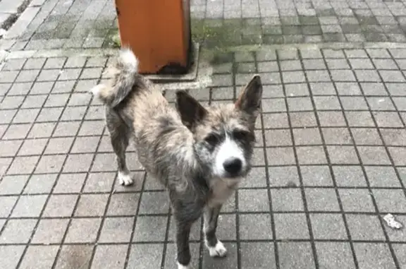 Chien trouvé Toulouse, photo: Chien croisé retrouvé à Toulouse
