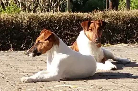 Animaux perdus Navenne, photo: Chien perdu à Navenne