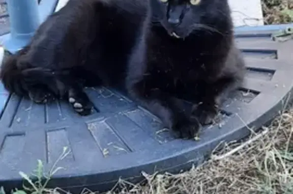 Chat perdu, Les Mureaux, photo: Chat noir mâle perdu - Les Mureaux