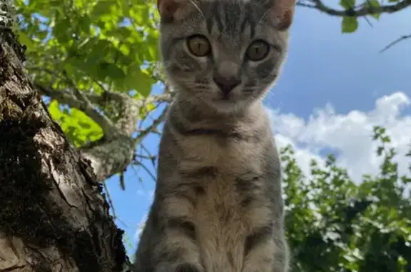 Animaux perdus Saint-Seurin-sur-l'Isle, photo: Chaton gris June perdu - 0641039364