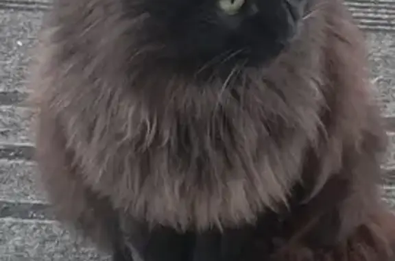 Chat mainecoon noir trouvé à Joyeuse - photo
