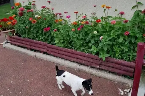 Chien perdu , photo : Chien Jack Russel perdu - Laskard
