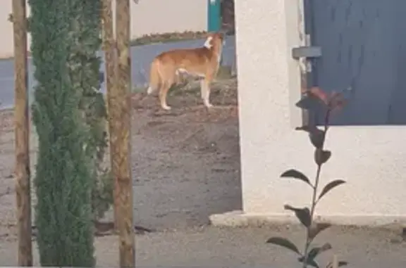 Chien perdu à Ghisonaccia - photo