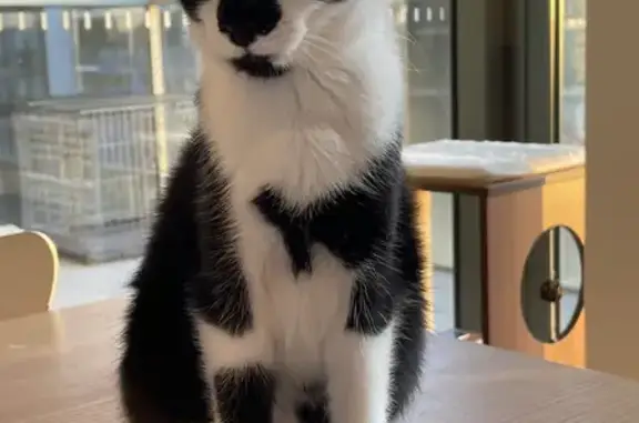 Help Find Flamio: Lost Tuxedo Cat in Mosman!