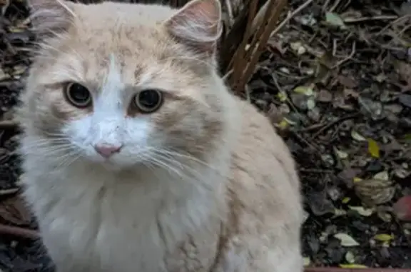 Chat roux/beige perdu - Jean Cayrol - photo