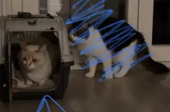 Chat roux et blanc trouvé à Toulouse - photo