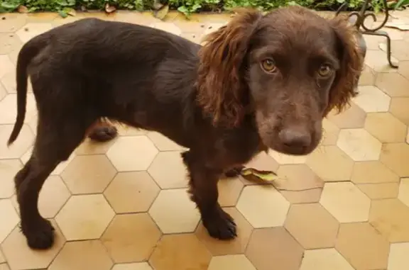 Chiot setter perdu au Cailar - photo