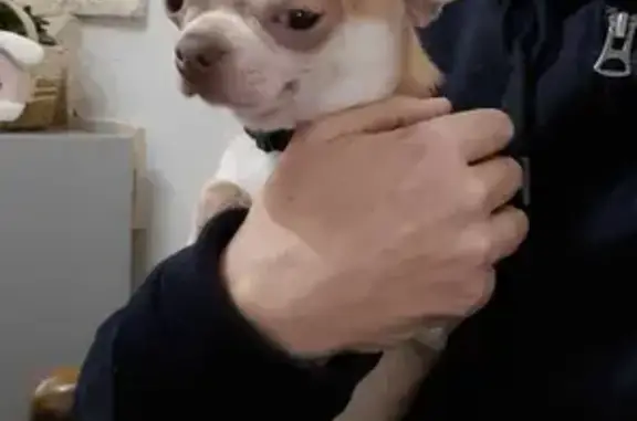Animaux perdus , photo: Chihuahua perdu à Saint-Lumier