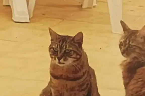 Chat perdu, Claye-Souilly, photo: Chatte tigrée perdue - 301KYB
