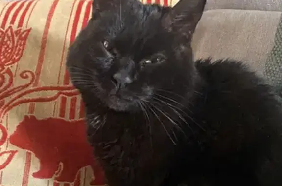 Chat noir marqué trouvé à Angers - photo