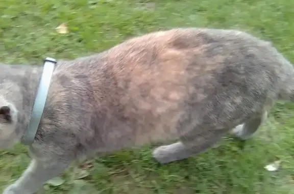 Chatte grise trouvée à Flers - photo