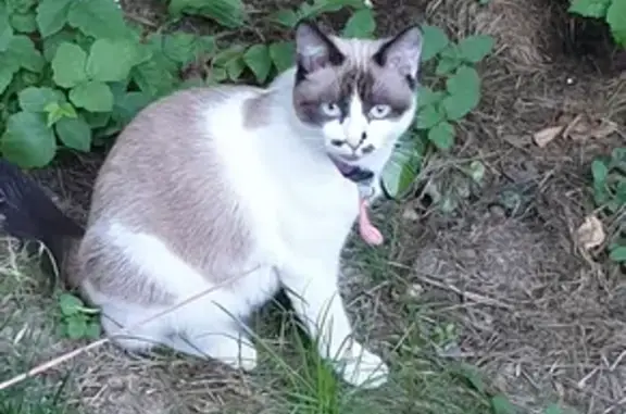 Animaux perdus , photo: Chat perdu au Mériot, Grand Est