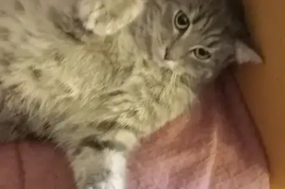 Chat perdu, Évreux, photo: Chat gris poil long perdu à Évreux