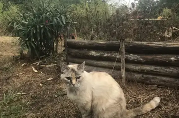 Chat perdu, Angoulême, photo: Chat siamois de 16 ans perdu