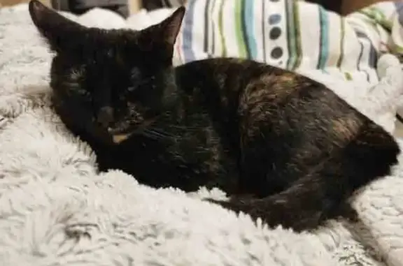 Chaton noir trouvé à Anzin - photo