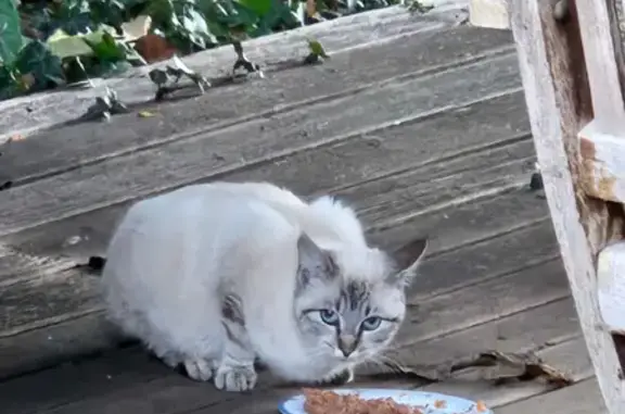 Chat sociable trouvé à Villeneuve - photo